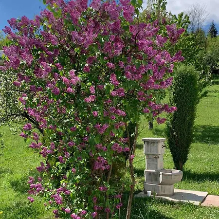 Zelena Meraja Hébergement de vacances